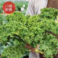 批发羽衣甘蓝种子籽孑耐热耐寒种子四季播抗病菜种籽蔬菜种子大全  500袋