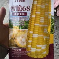 200克蜜脆68水果玉米种子 矮杆大穗黄玉米种子 鲜食类型玉米种子 2袋