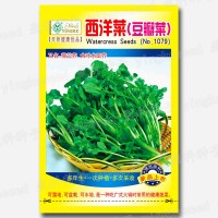 豆瓣菜种子 西洋菜种子 (25克/袋) 多年生东洋草荷兰芥大叶水田芥  2袋