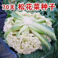 松花菜菜花种子散花青梗白色有机花椰菜高产耐寒耐湿花菜种子 1件