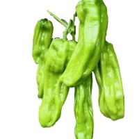 【黄精苗】黄精种植苗姜型多花不倒苗甜黄精老虎姜种苗中药材滇  1棵
