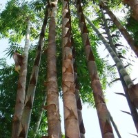 湖南大型巨龙竹种子大型楠竹笋种子四季种植家庭阳台楠竹蔬菜种子 1袋