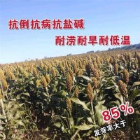 糯优1号 酿酒高粱种籽春季高产矮生红白糯高粱抗旱防鸟害高粱种子  1件