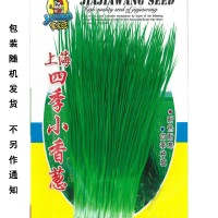 四季小香葱种子 阳台盆栽易种植蔬菜种子小香葱种子  1袋