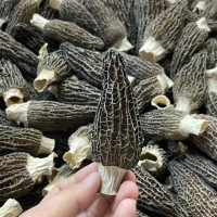 特级羊肚菌干货500g云南特产菌菇旗舰店正宗头茬新鲜野生蘑菇菌包 1袋