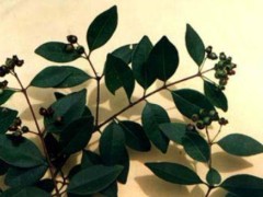 中药植物赤楠简介