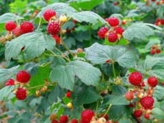 中药植物野草莓简介